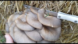 PART 3 Grow Mushrooms in a Straw Bale