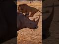 The Last of a Lion Who Failed to Hunt!        #Rhinoceros #Lion #Hunt