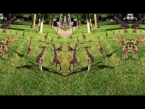 CGI Baby Giraffes | Song A Day #4306