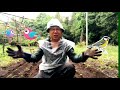 How to transfer Seedlings