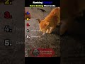 Ranking The Cuttest Cats Eating Moments🤣🔥