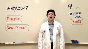 Antibody used for Protein Isolation - Immunoprecipitation Strategies