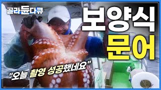 단단하고 살에서 단 맛나는 '동해안 문어'│문어 숙회부터 문어 연포탕까지│극한직업│#골라듄다큐