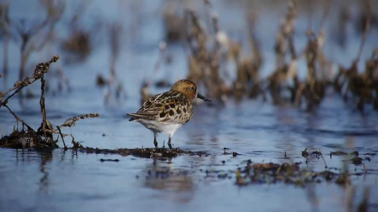 WWT: Saving the spoon-billed sandpiper - available to buy online