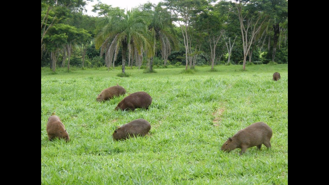 Criação de Capivara