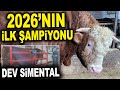 TONLUK PAŞA... 2026'nın ilk şampiyon kurbanlıkları - Yücel Besi Çiftliği