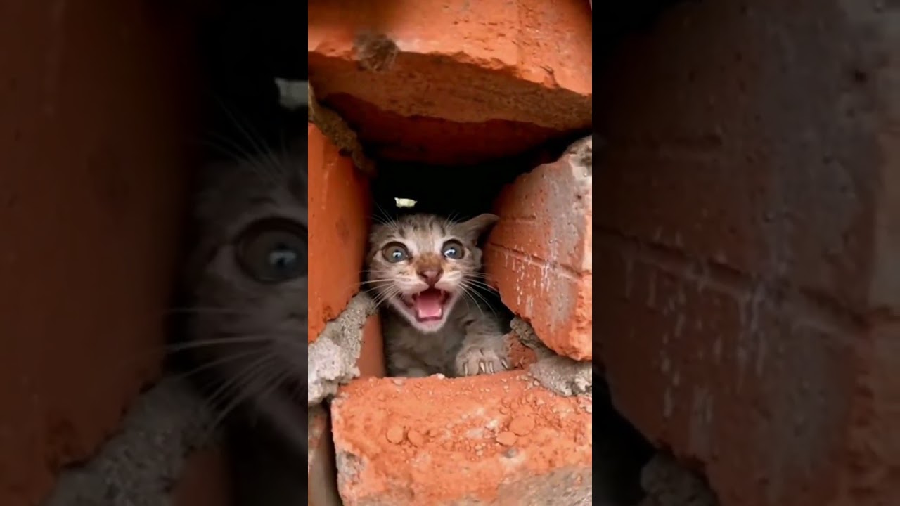 we need help for this kitty 😭😭 