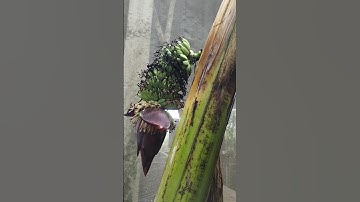 Độc Lạ Chuối Trổ Buồng Từ Thân #shorts