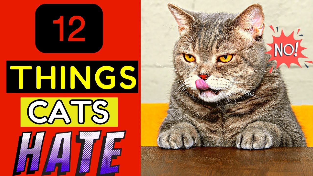 15 things cats absolutely hate - Webbox