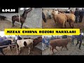 ЖИЗЗАХ ОСИО ЧОРВА МОЛ БОЗОРИ НАРХЛАРИ JIZZAX OSIYO MOL QO'Y BOZORI NARXLARI #buqalar #novvos #rek