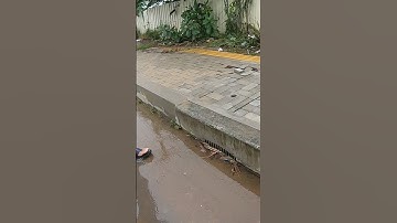 Clean Culvert Clogged Drain #unclog #remove #drain #cleaning #shorts