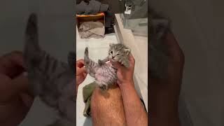 Kitten Nacho has dramatic cry while gently stimulated to pee #short #shorts #cat #kitten #pets