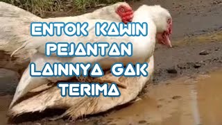 ENTOK KAWIN PEJANTAN LAINNYA GAK TERIMA      Belum nikah main kawin aja lucu 😂