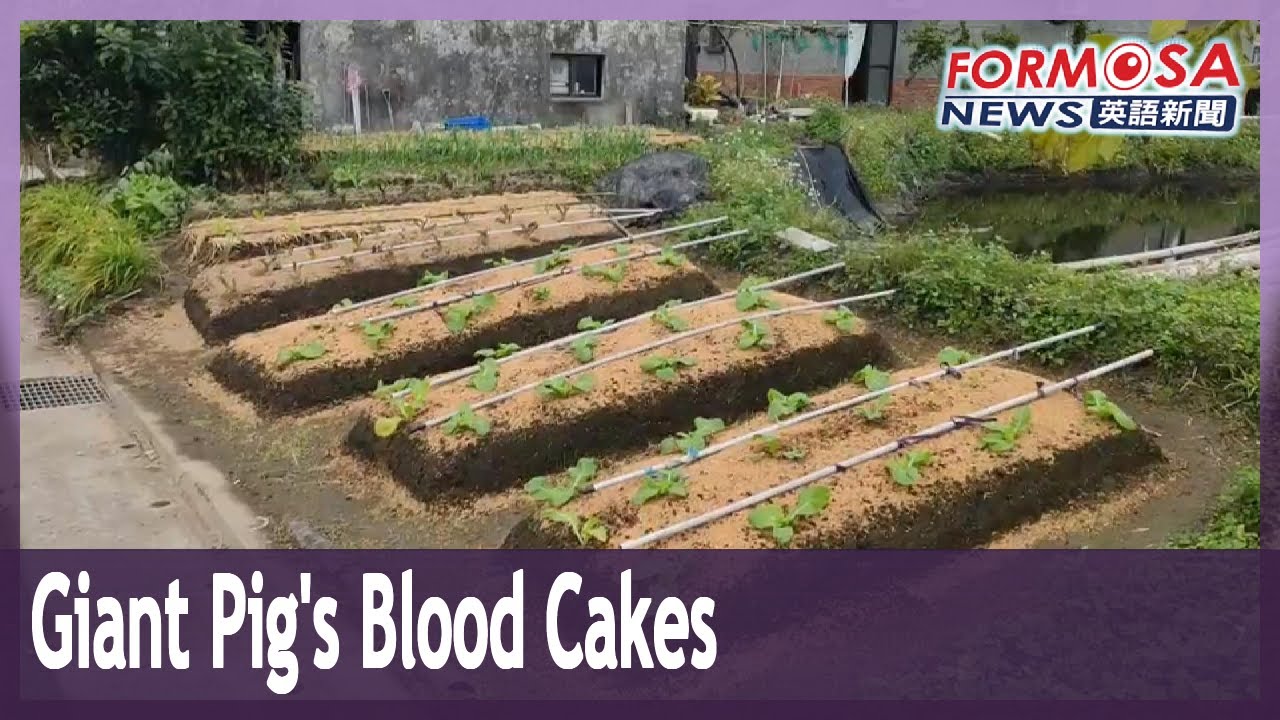 Internet goes gaga for gigantic pig’s blood cakes lying by the road in Yilan