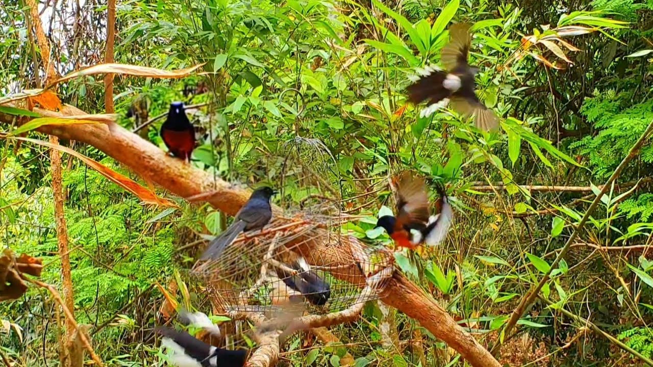 bấy chòe lửa mồi yếu quá chời