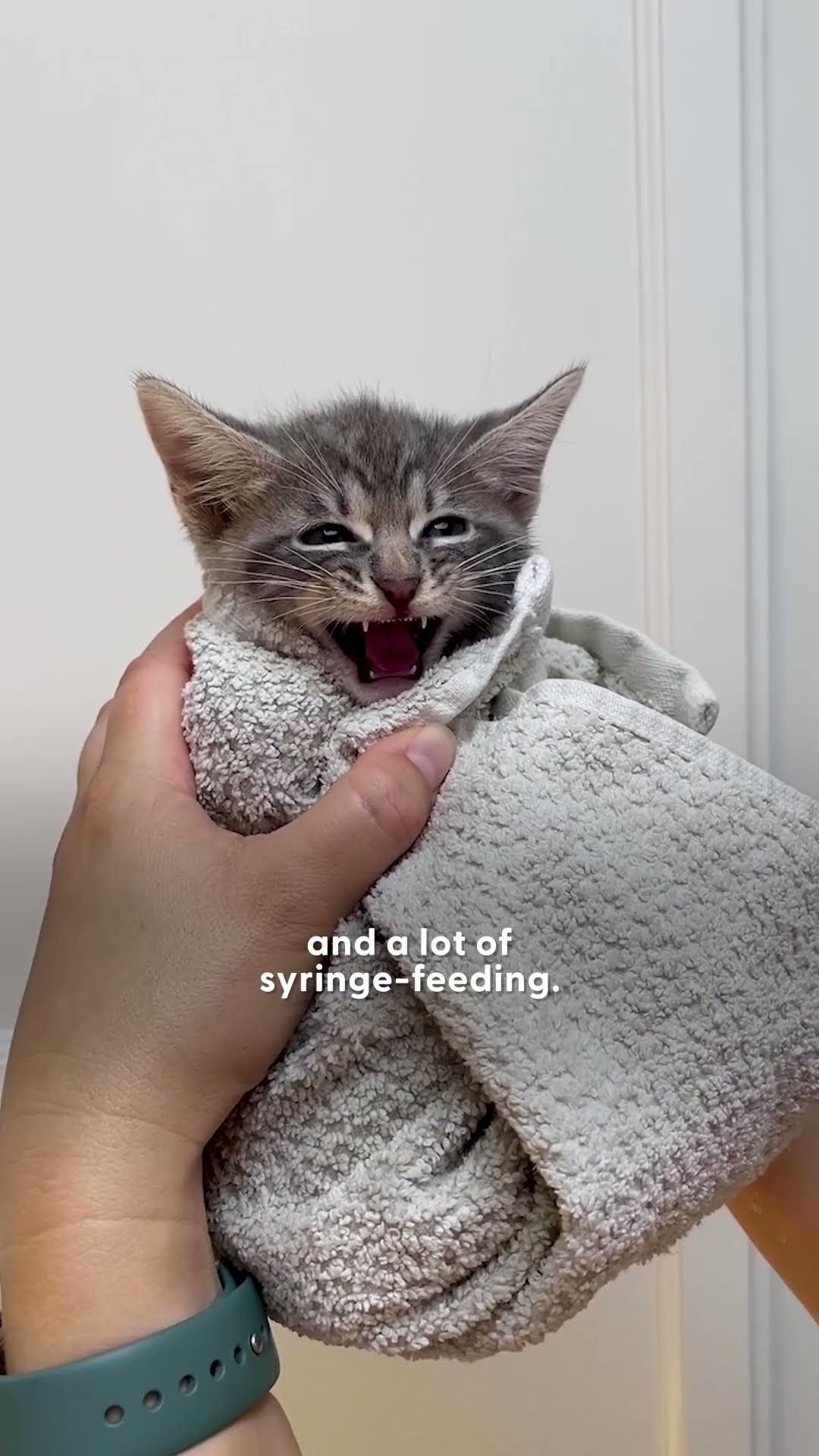 Mama Cat And Kittens Found Under A Grill | The Dodo
