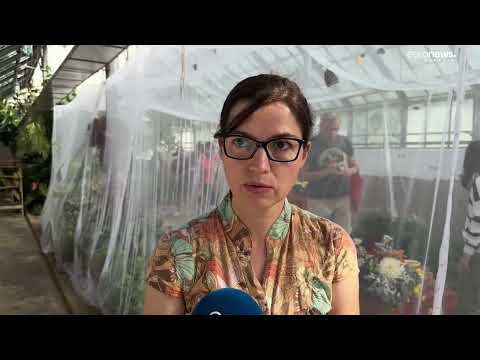 Video: Pavilionul cu fluturi de la Grădina botanică a deșertului din Phoenix