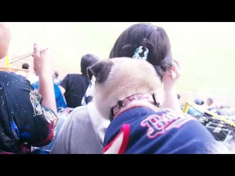 サチコ、オリックスペットＤＡＹへ行く～弁当が気になってしゃ～ない～