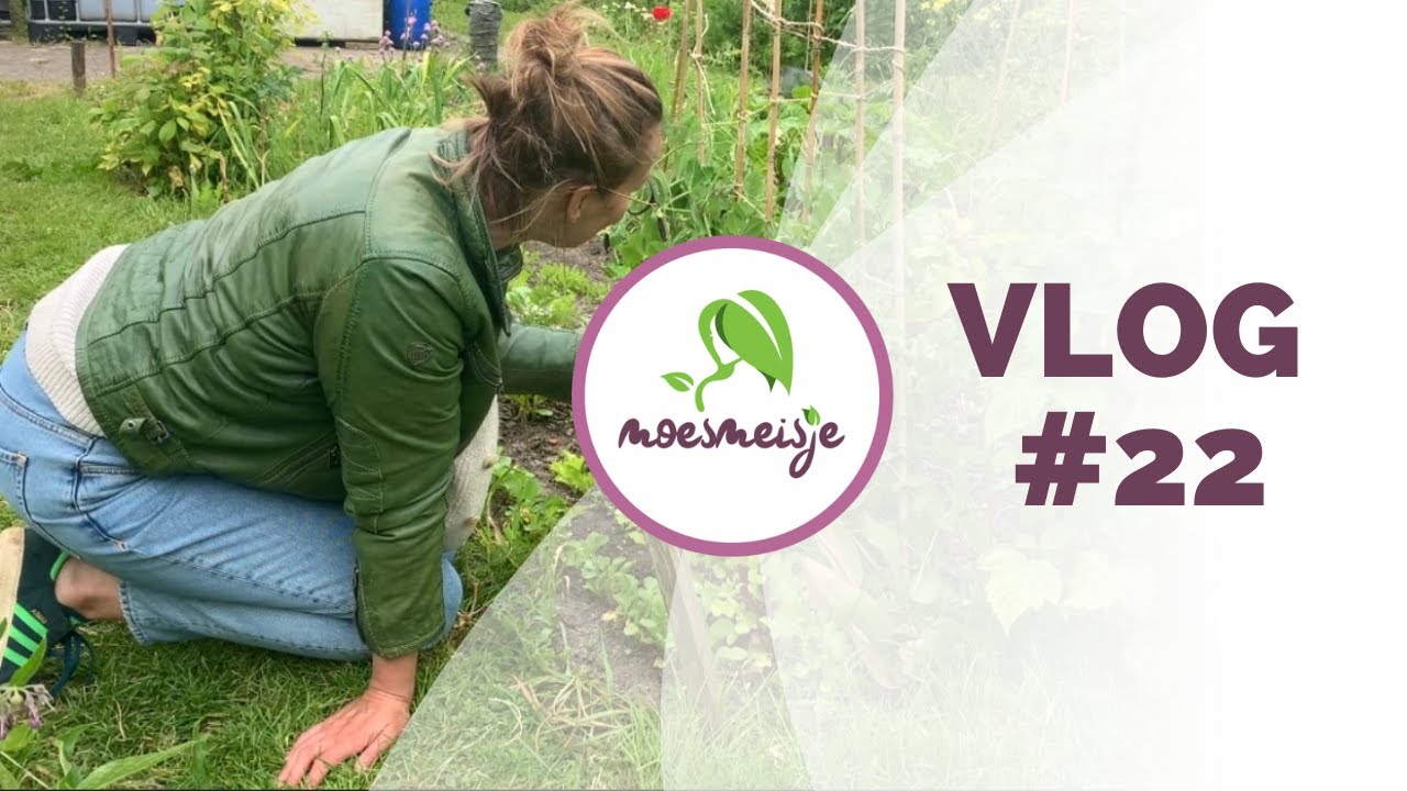 MOESTUIN VLOG #22 | Stokbonen planten bij bonenrek, sugarsnaps/ peultjes oogsten en een leuk uitje.