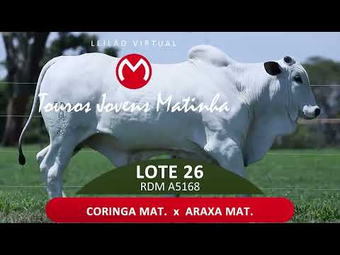 LOTE 26