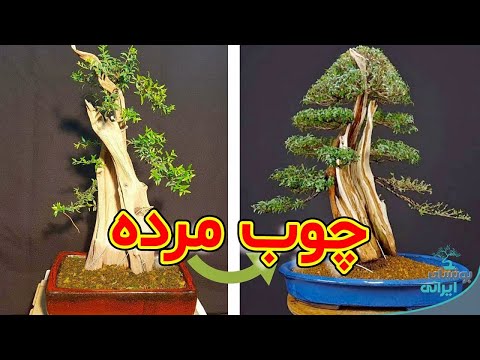 آموزش جین شاری سابامیکی و تانوکی در بونسای      