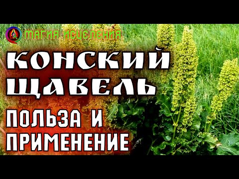 Конский щавель, корень — Польза и применение | Фитотерапия, польза трав