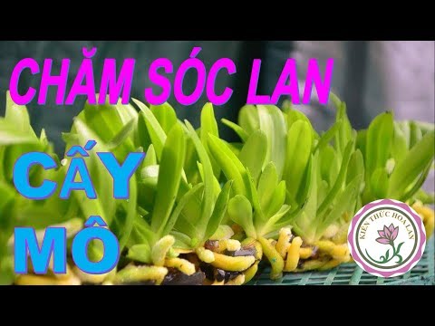 [HD] - Chăm Sóc Lan Nuôi Cấy Mô (SAU KHI RA CHAI) | Foci