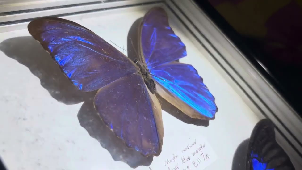 Morpho menelaus & Papilio ulysses 蝶の標本 青いチョウの標本を光で