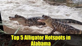 Top 5 Alligator Hotspots in Alabama | Largest Gators & Safety Tips