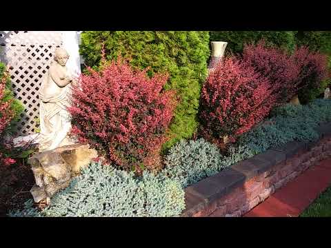Video: Barberry 