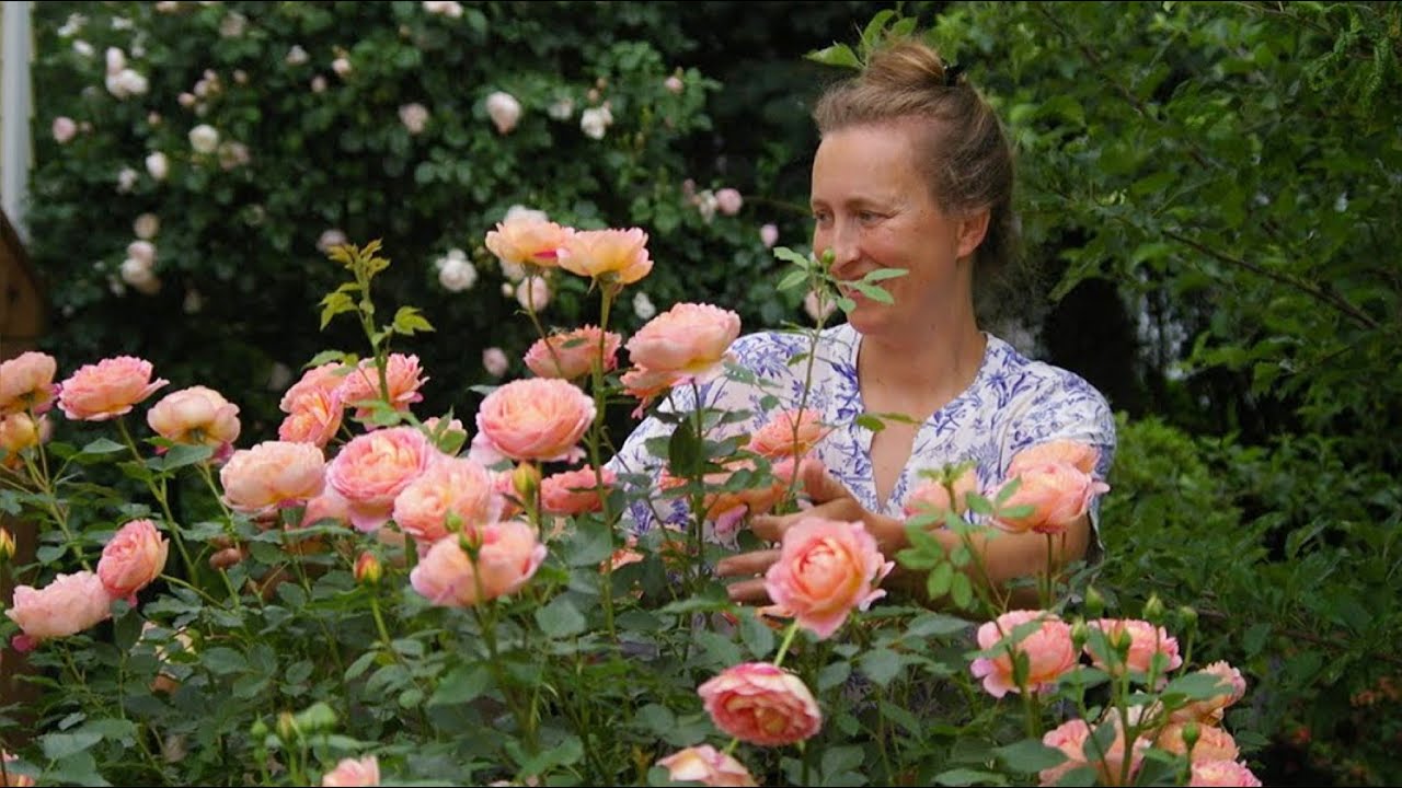 How to fertilize David Austin roses in your garden. YouTube