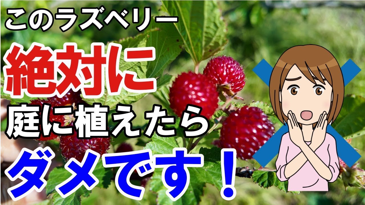 You'll regret it] Things to keep in mind when growing raspberries