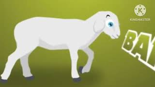 Dramatic sheep