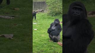 Wait Until This Gorilla Starts Eating Nettles! #Gorilla #Asmr #Mukbang #Eating