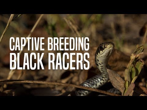 experience regina Starting a Black Racer Colony?