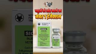 Information Anesthesia injection Siquil 💉 | Watch the full video for usage and information. #SiquilInjection #VetMedicine Guide