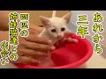 あれから3年 猛暑にダンボールで遺棄された4匹の子猫達の現在