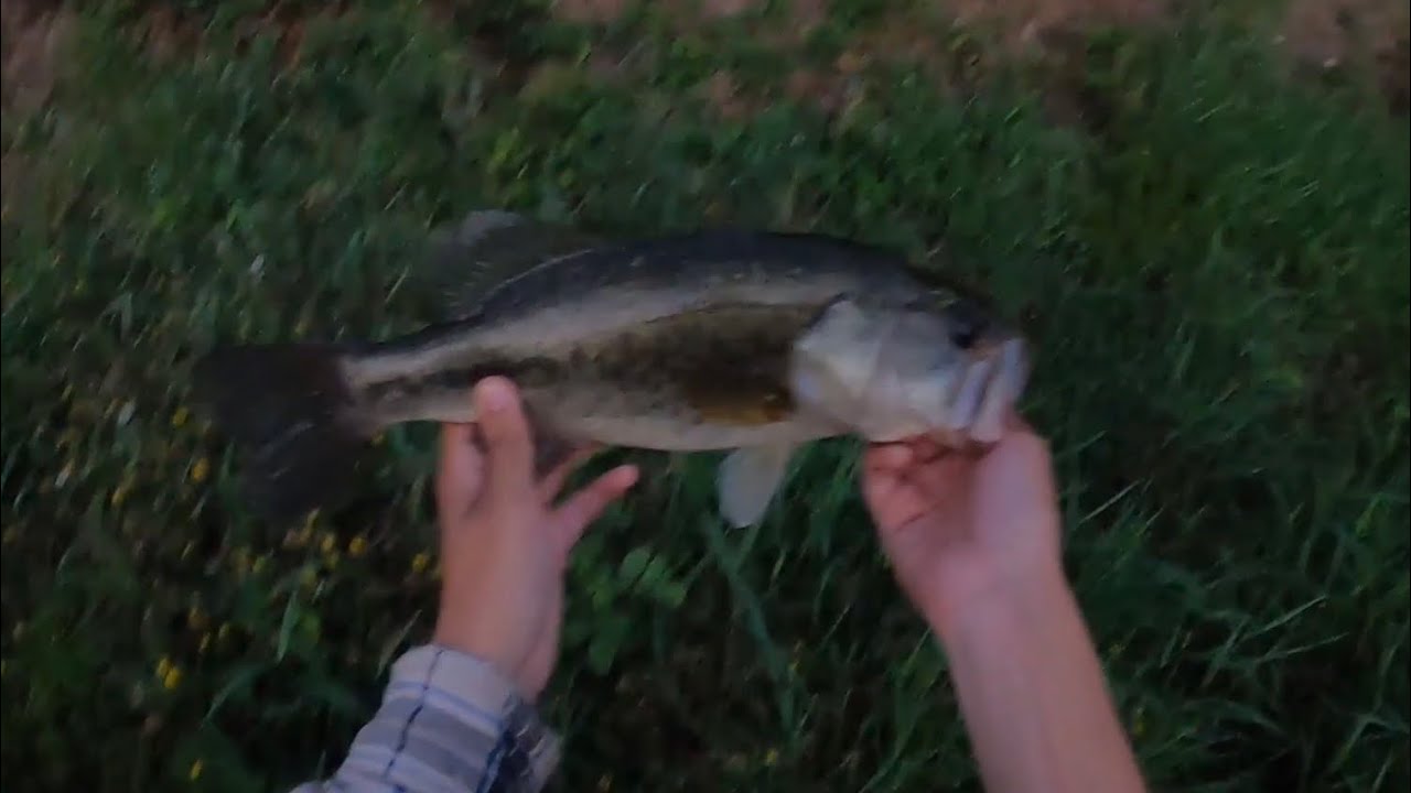 This Small, Hidden Private Pond Has Some BIG Bass (Part 2)