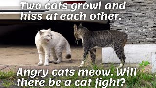 Two cats growl and hiss at each other. Cat angry meow. Will there be a cat fight?