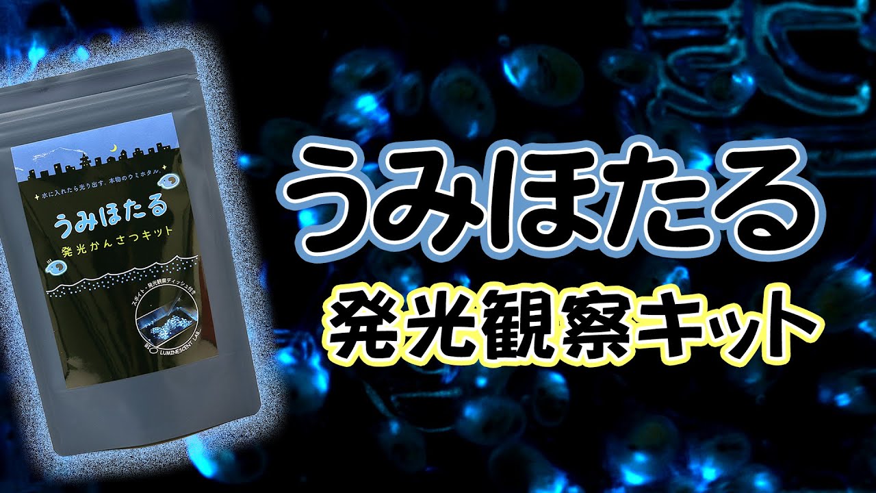 チャーム】うみほたる 発光観察キット～発光観察してみよう