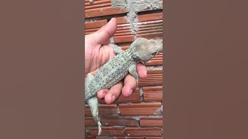 Tắc kè đột biến xanh siêu độc , chuyên bán tắc kè cảnh , 0913398911