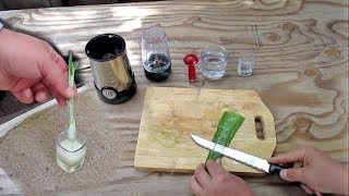 Natural Method For Rooting Cuttings Using Aloe Vera Gel