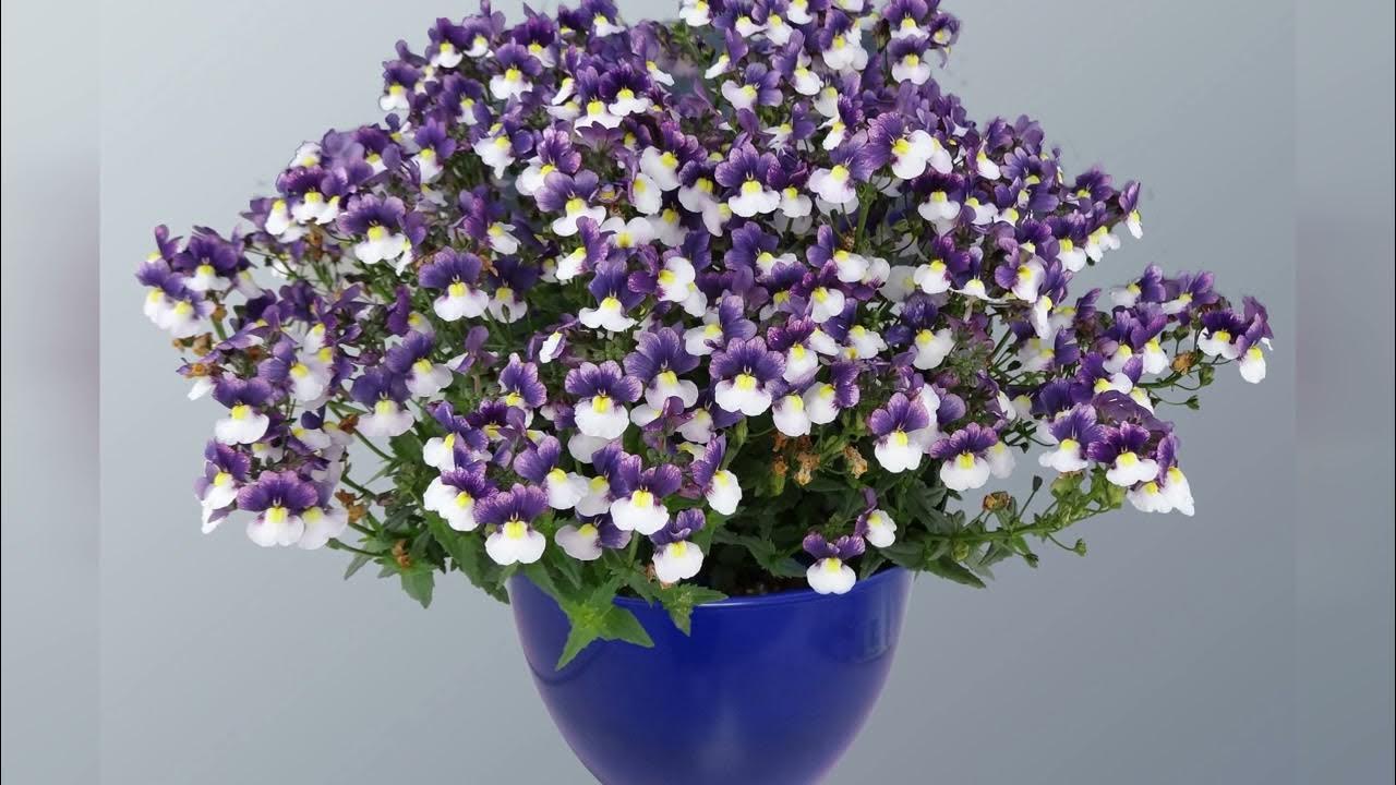 1,313 отметок "Нравится", 19 комментариев - Сад и огород (@sadogorodacha) в Inst