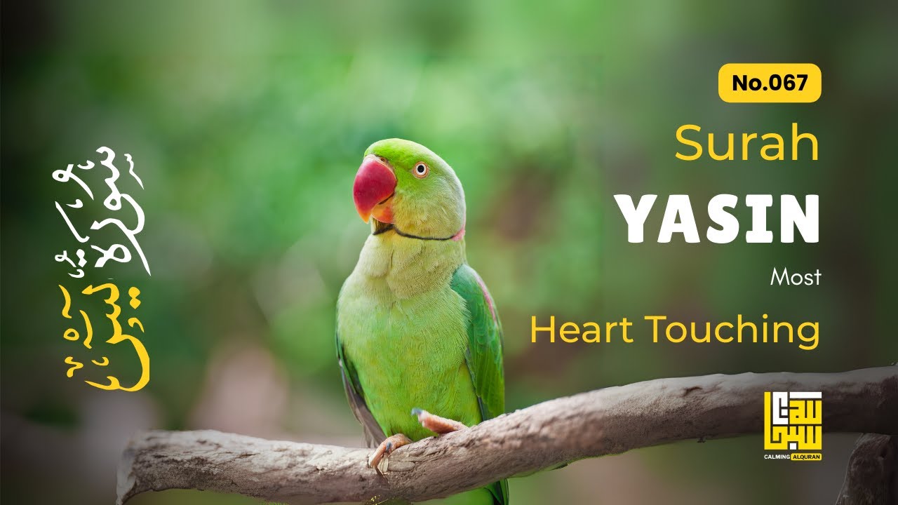 Surah Yasin (Yaseen) سورة يس ✦ Beautiful voice heart touching ✦ Majestic Quran For Sleep ✦ Alaa Aqel