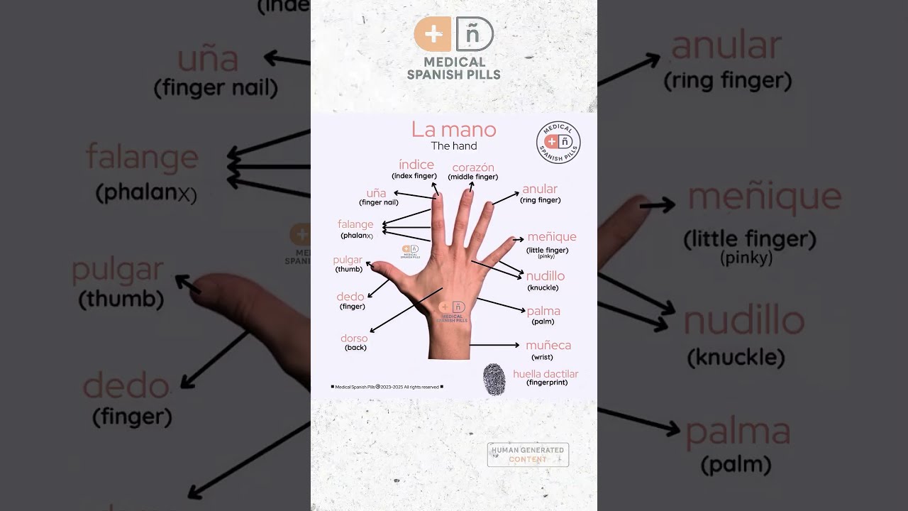 Parts Of The Hand In Spanish Spanishvocabulary Medicalspanish Spanishfordoctors Anatomy