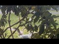seagulls group fight caught on camera