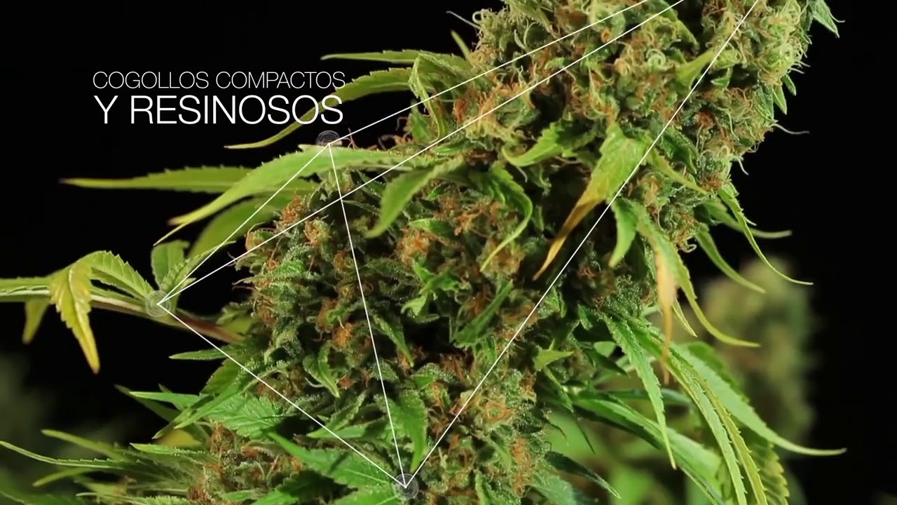 Shark Shock CBD (Dinafem)