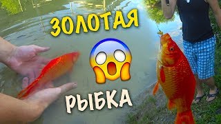 видео: НЕ ОЖИДАЛ ВЫТАЩИТЬ ЭТО😱СЛОВИЛИ ЗОЛОТУЮ РЫБКУ В ОЗЕРЕ🐠 картинка: НЕ ОЖИДАЛ ВЫТАЩИТЬ ЭТО😱СЛОВИЛИ ЗОЛОТУЮ РЫБКУ В ОЗЕРЕ🐠