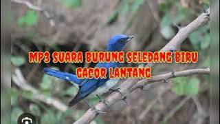 MP3 suara burung Anis selendang biru gacor lantang