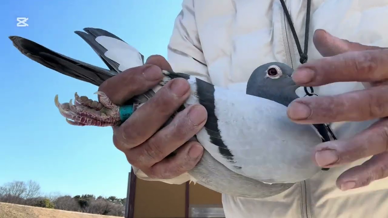 ヤンセン系✖️フエルホールト系福田ブラッド
